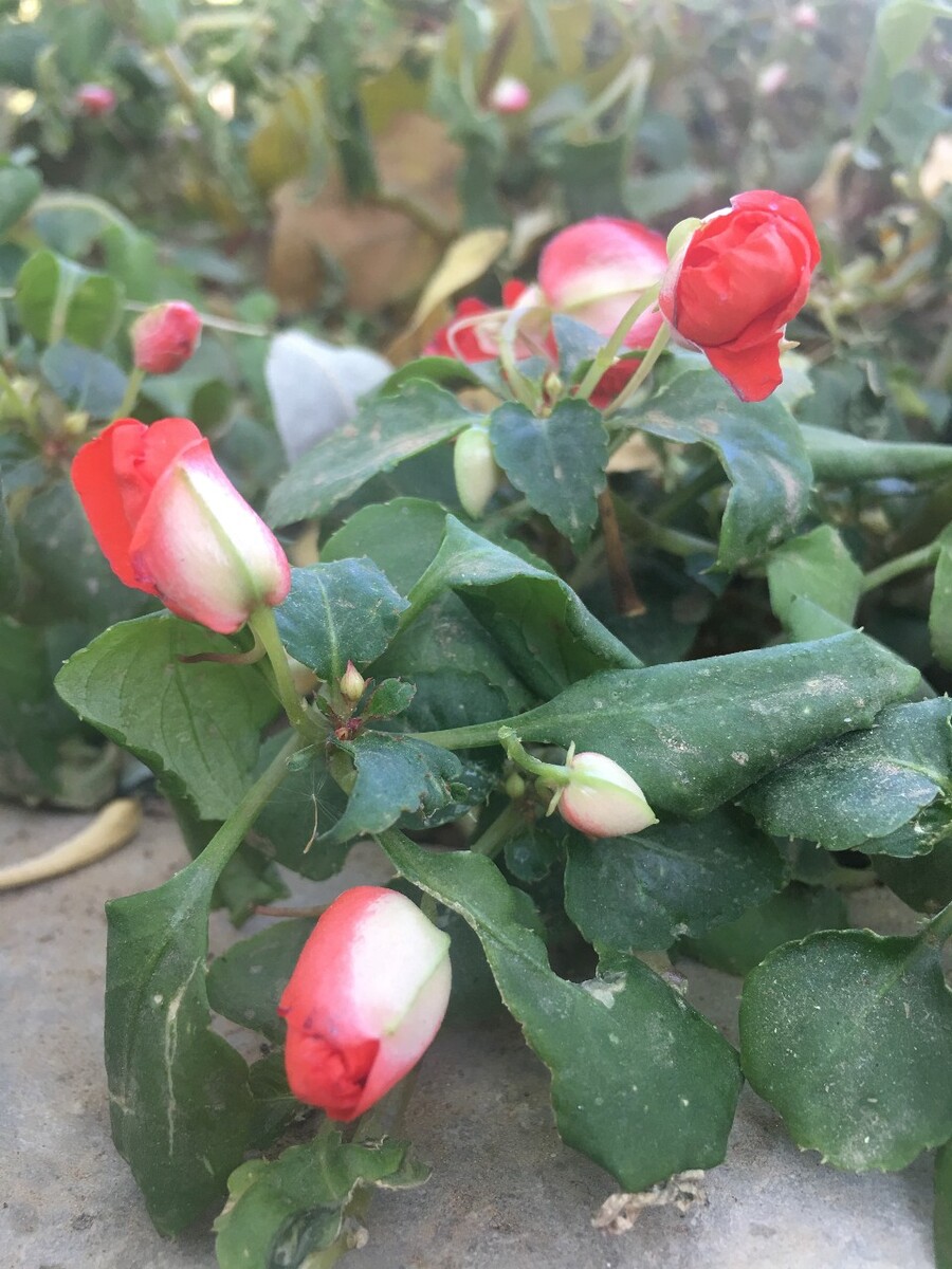 如此狼狈 依然记得爱你
