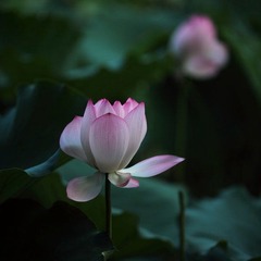 IMG_0886.JPG