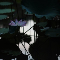 IMG_0887.JPG