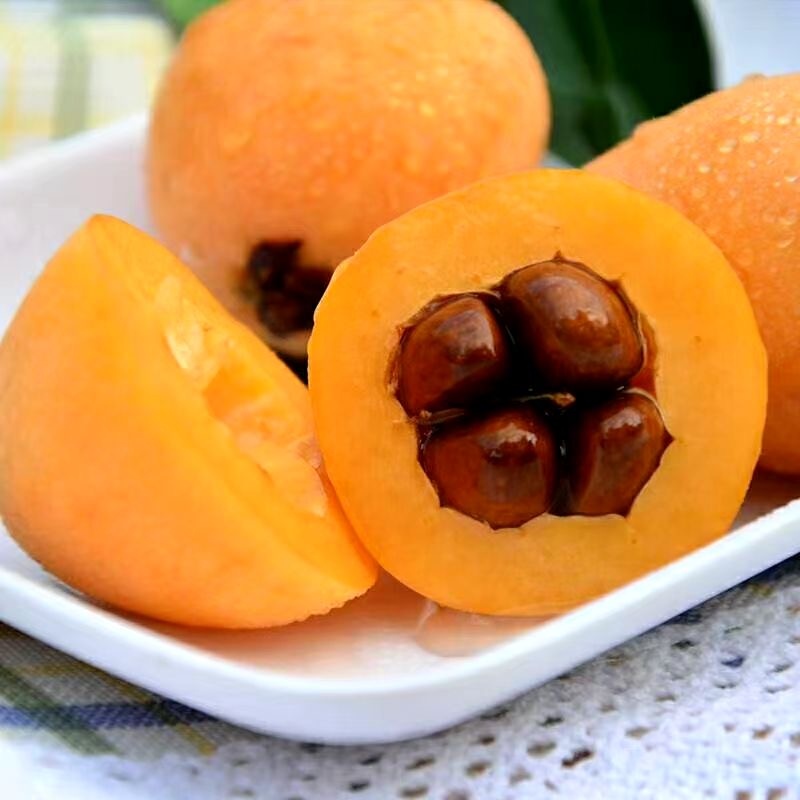 清肺止咳枇杷果