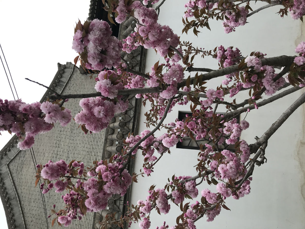 桃花朵朵开安宁仁寿山