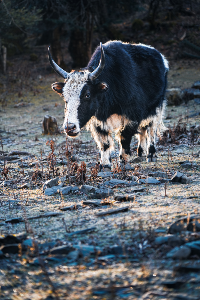 梅里雪山脚下萌萌的牦牛