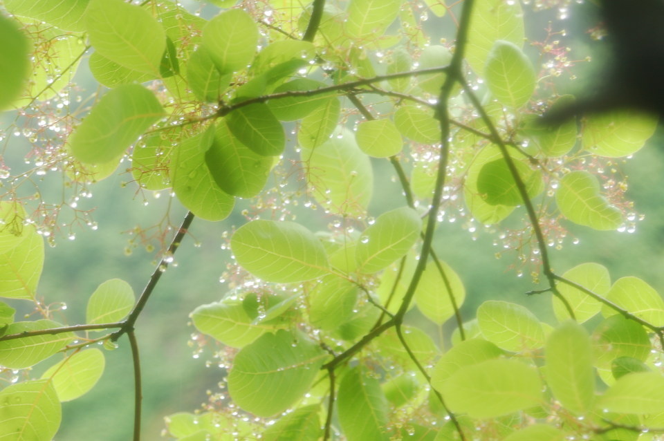 雨后的树叶3