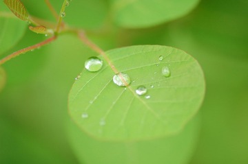雨后的树叶(1)