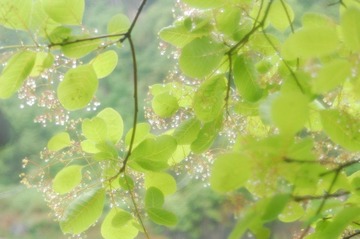 雨后的树叶(2)