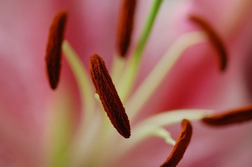 花蕊(1)
