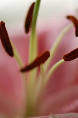 花蕊(2)
