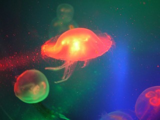 水母(2)