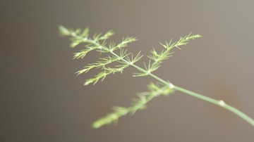 290754