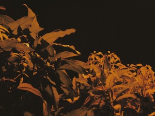 CA3DDECD-F350-403C-8CF0-827831FB137B/L0/001