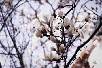 Spring Morning