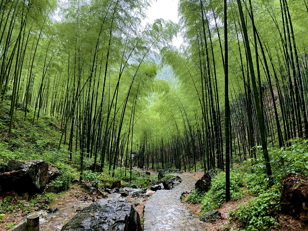 宜兴竹海天然氧吧雨中美景天晴了再去