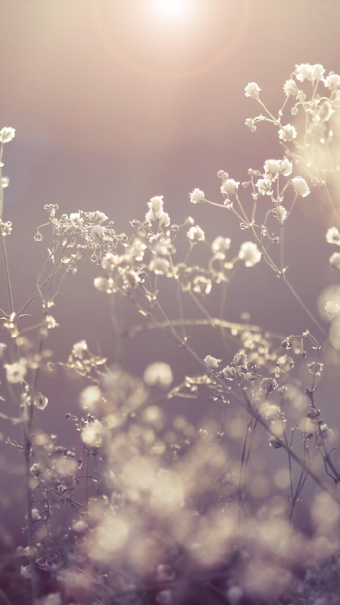 浅色治愈系壁纸