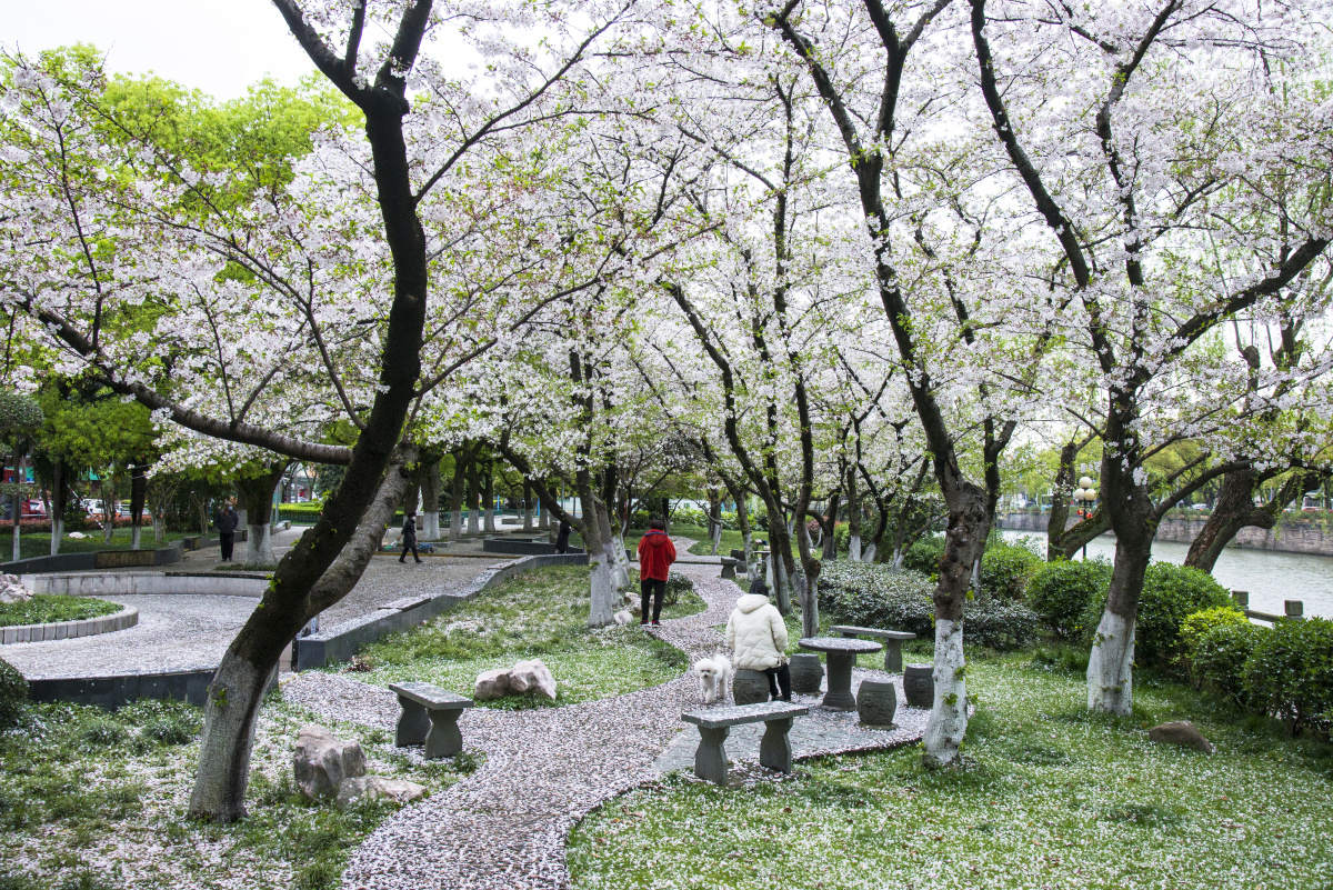 海曙公园的樱花