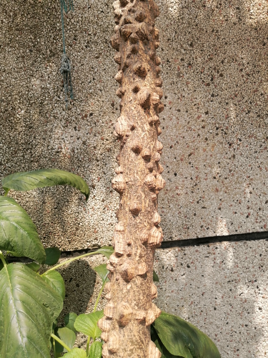 疙瘩树 这树长满了突起的疙瘩,我叫它疙瘩树 ,你叫它什么树?🌴🌴