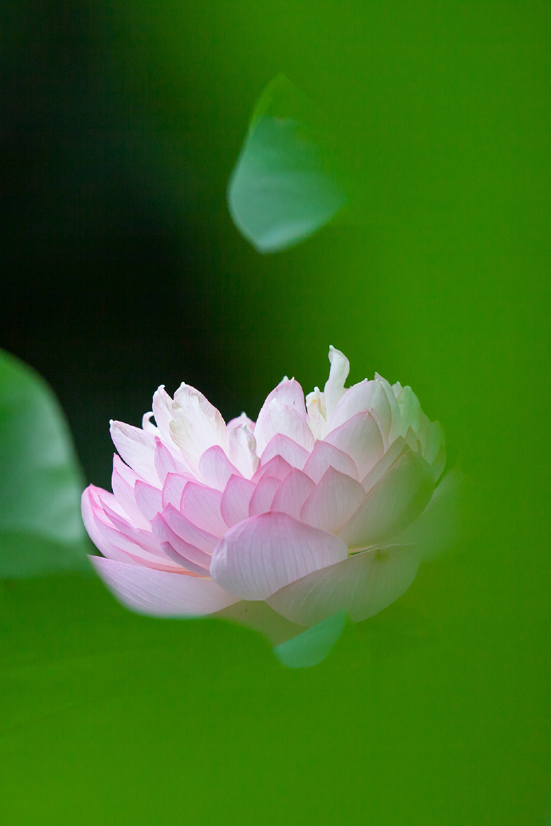 静荷- 随风无声 - 图虫