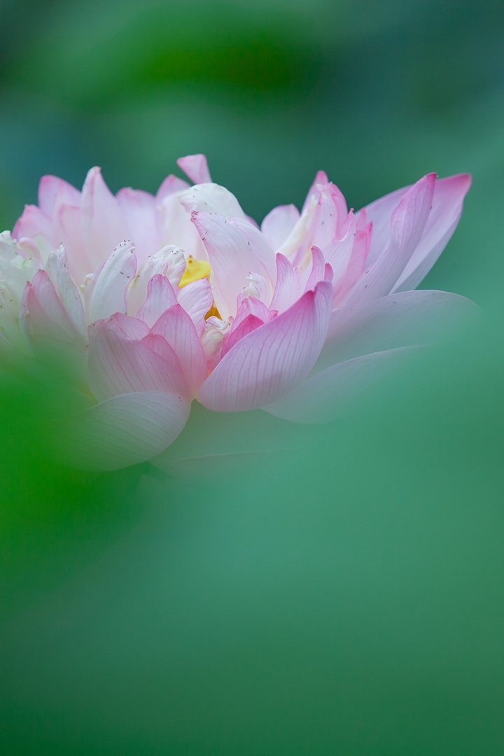 静荷- 随风无声 - 图虫