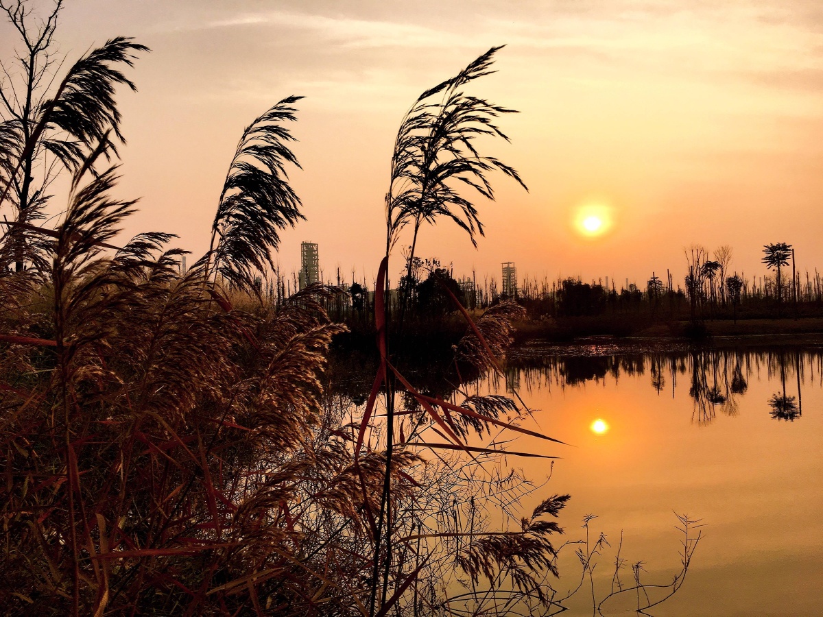 夕阳下的芦苇荡