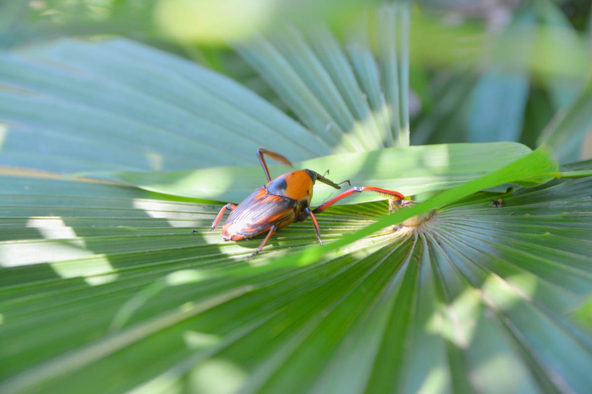 竹象- 信达小田 - 图虫