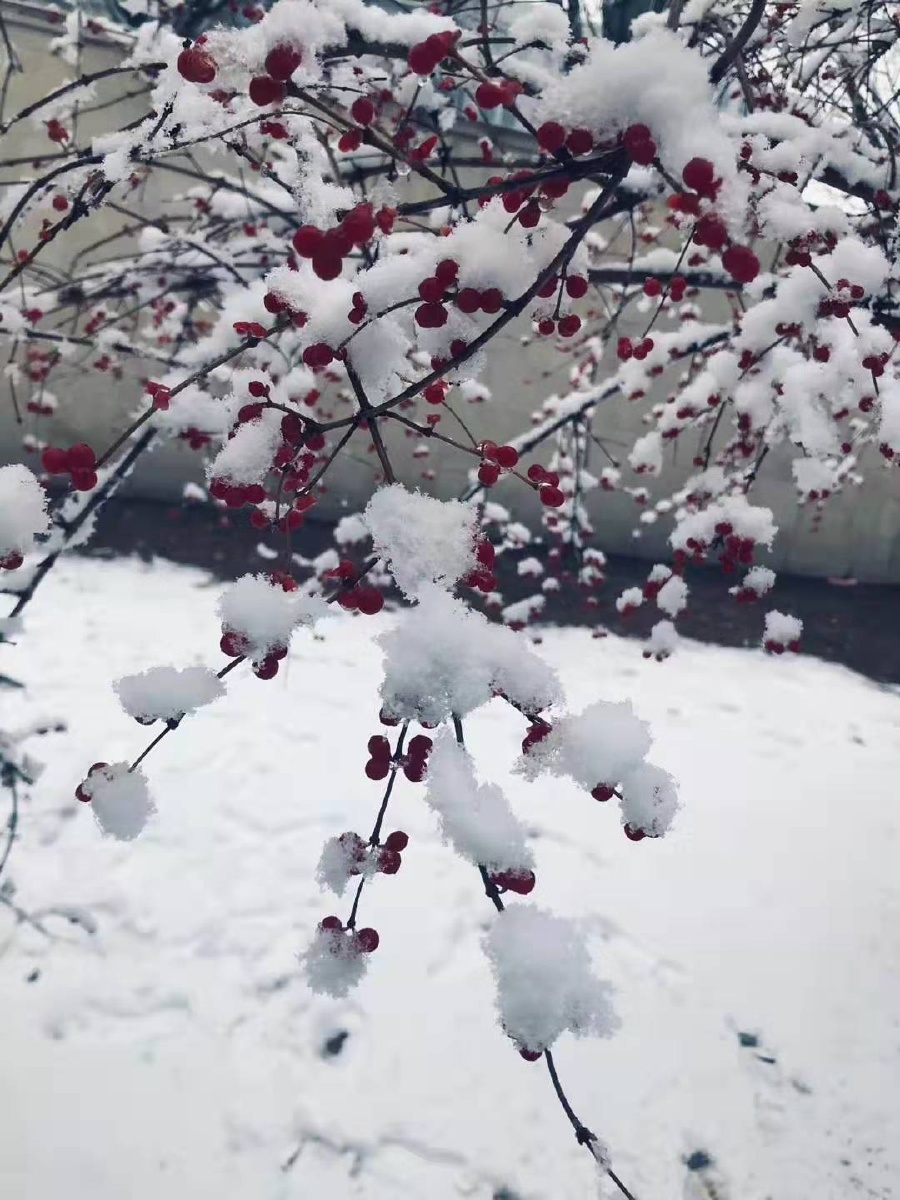 枝头一树梨花压海棠