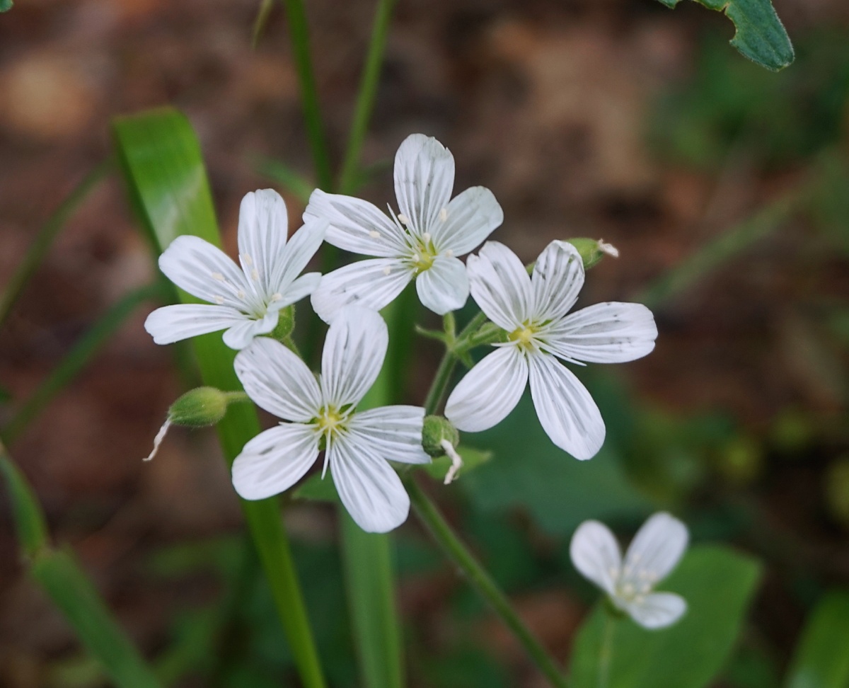 "的诗句,当时书上的解释卷耳即是如今的仓耳,其嫩苗可
