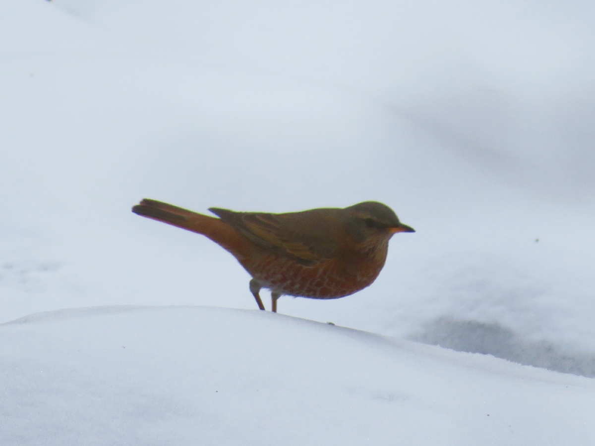 红尾鸫东北常见鸟类