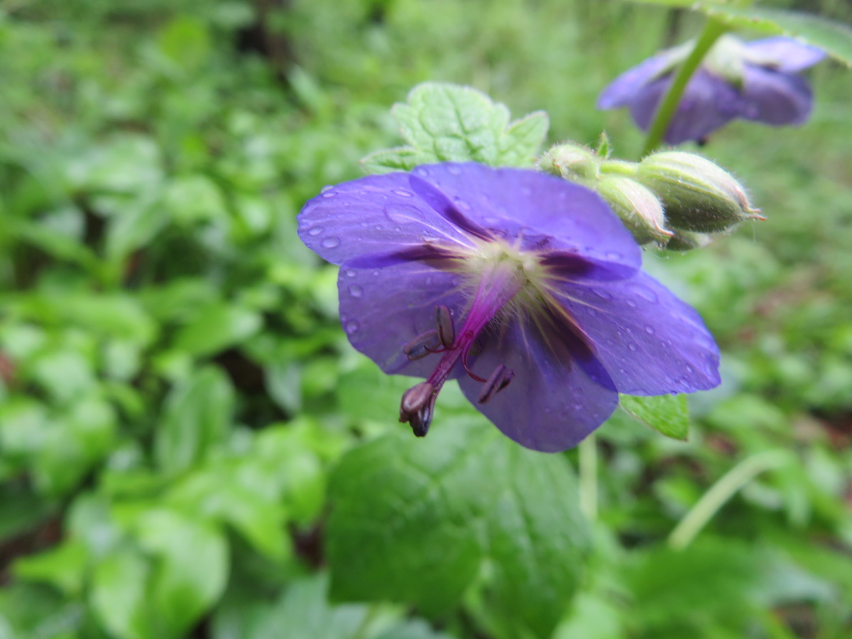 东北野花系列之毛蕊老鹳草