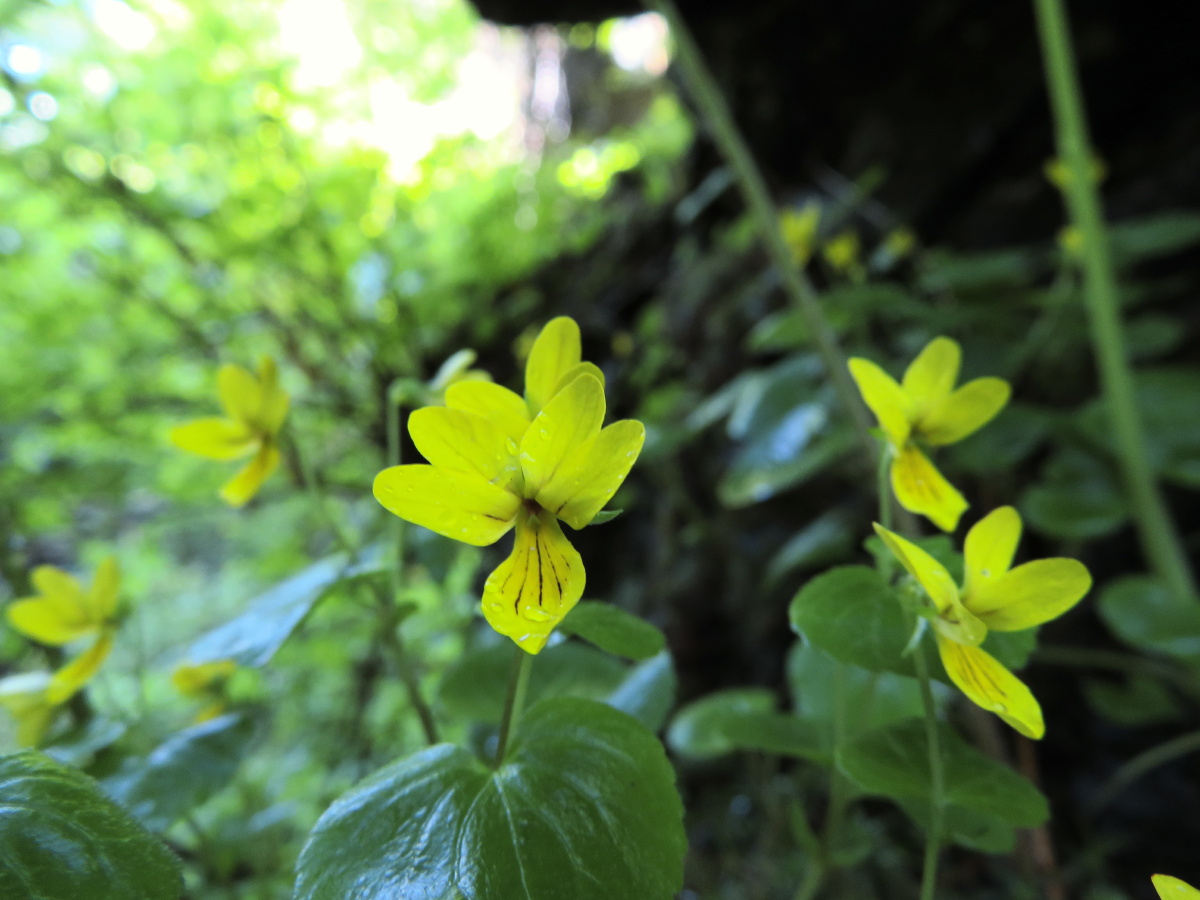 生长于海拔25004000米的高山上岩石缝中的双花堇菜拍摄于黑龙江五常