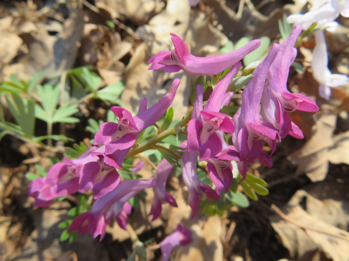 东北野花系列之延胡索