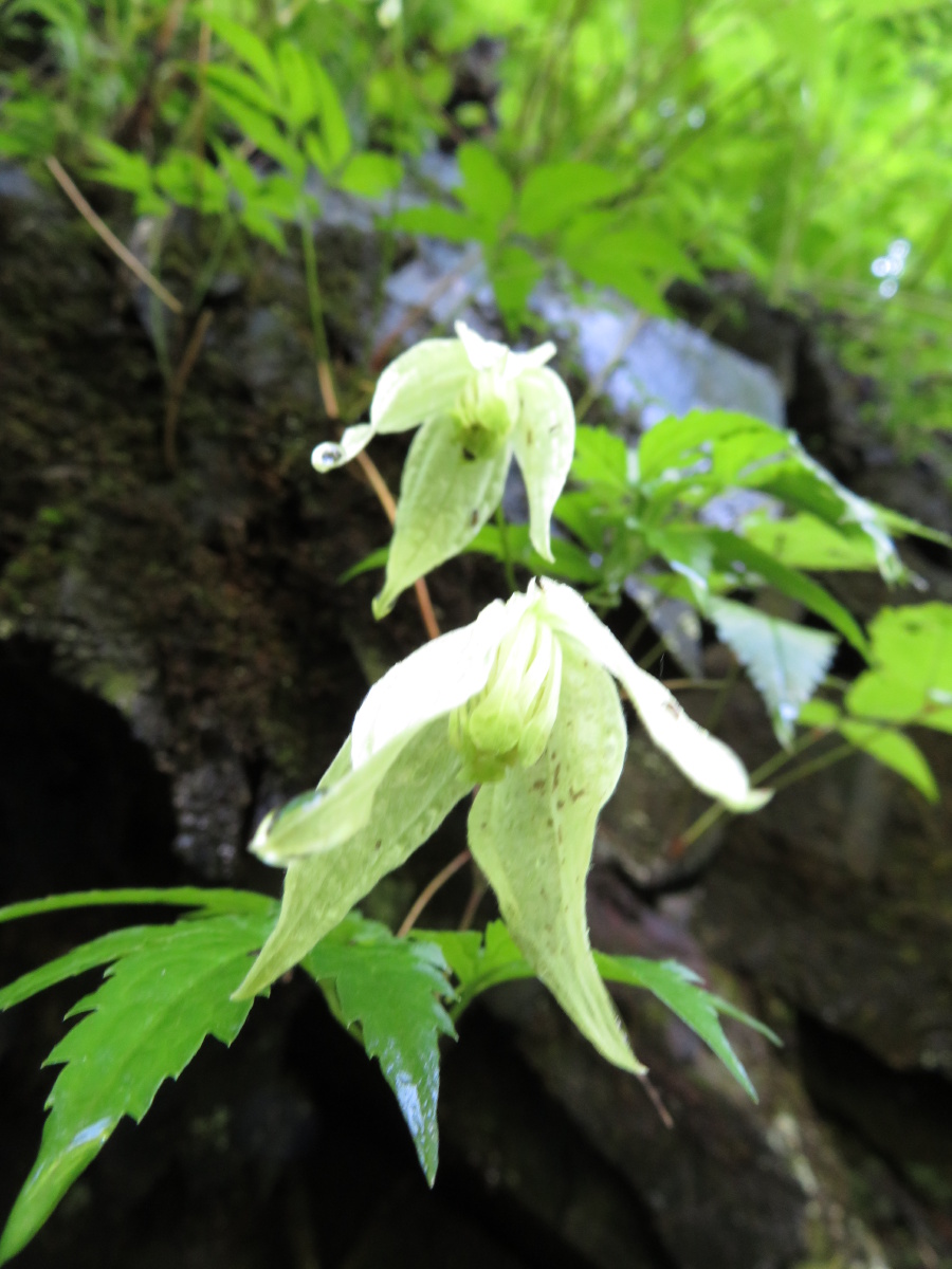 东北野花系列之铁线莲依次是紫花铁线莲 太行铁线 西伯利亚铁线莲 - 