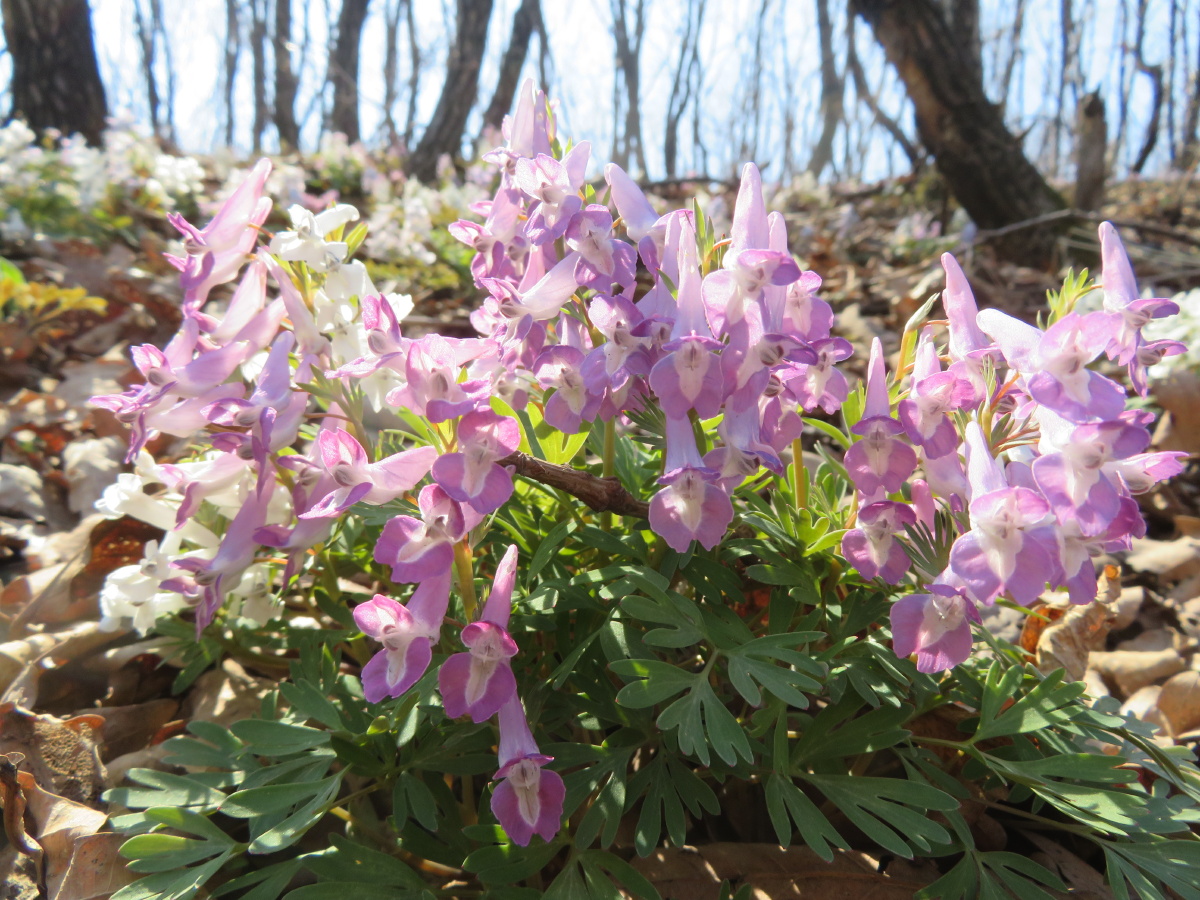 东北野花系列之延胡索