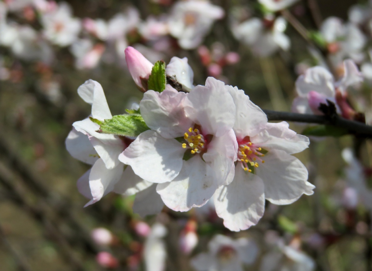 毛樱桃花 - 春风1970 - 图虫