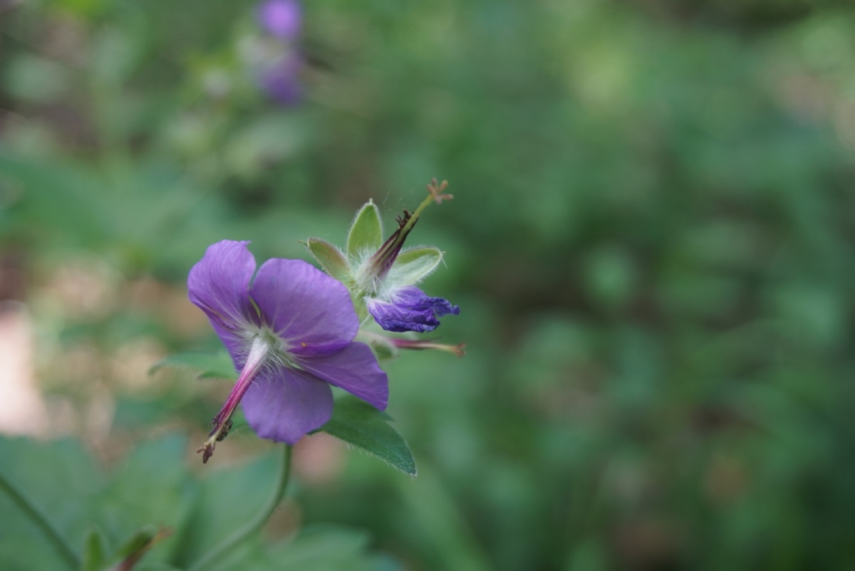 东北野花系列之毛蕊老鹳草