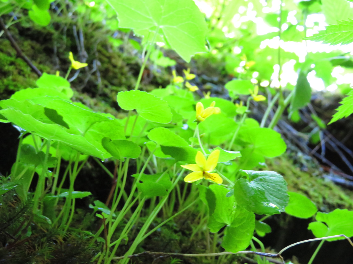 生长于海拔25004000米的高山上岩石缝中的双花堇菜拍摄于黑龙江五常