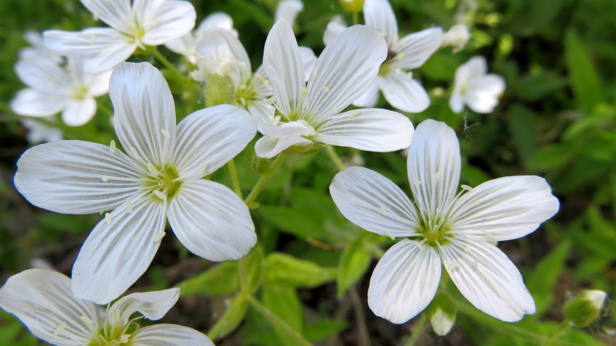 东北野花系列之卷耳《诗经》中曾有"采采卷耳,不盈顷筐.