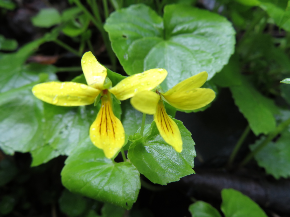 生长于海拔25004000米的高山上岩石缝中的双花堇菜拍摄于黑龙江五常