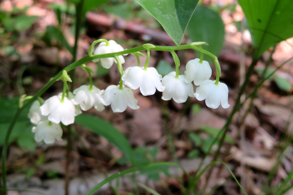 铃兰花 在我们东北的山林里,铃兰是随处可见的野生植物.