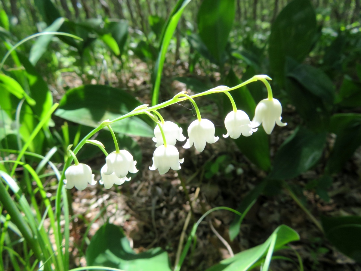 铃兰花 在我们东北的山林里,铃兰是随处可见的野生植物.