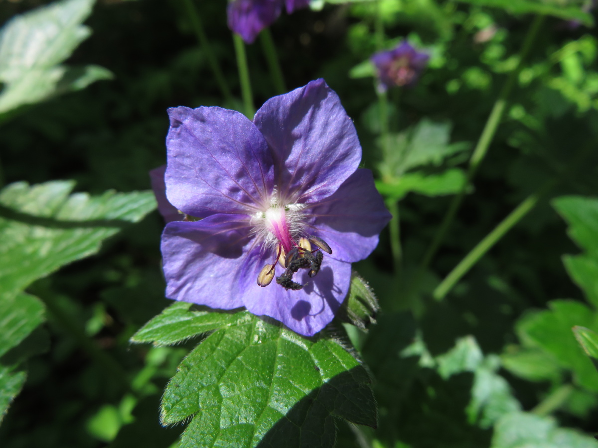 东北野花系列之毛蕊老鹳草