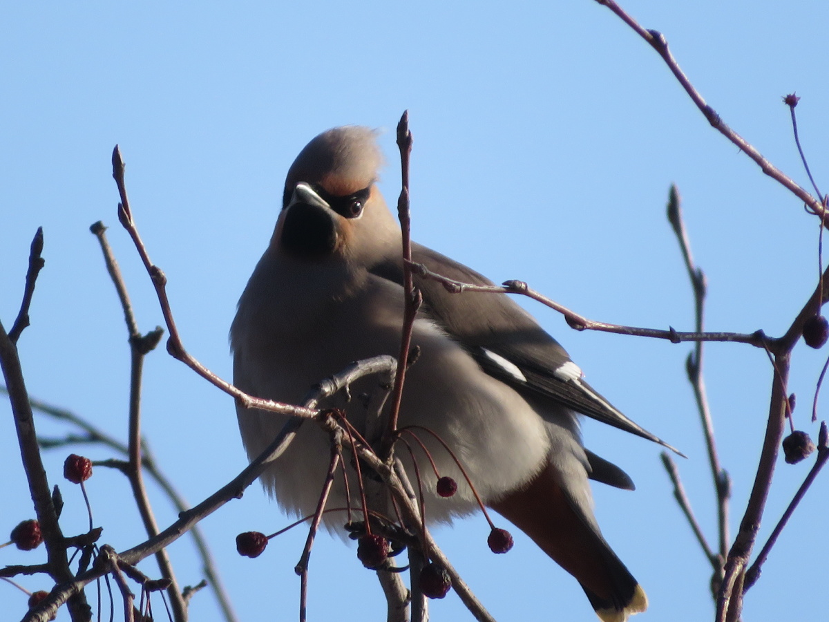 东北常见鸟类——太平鸟 - 春风1970 - 图虫