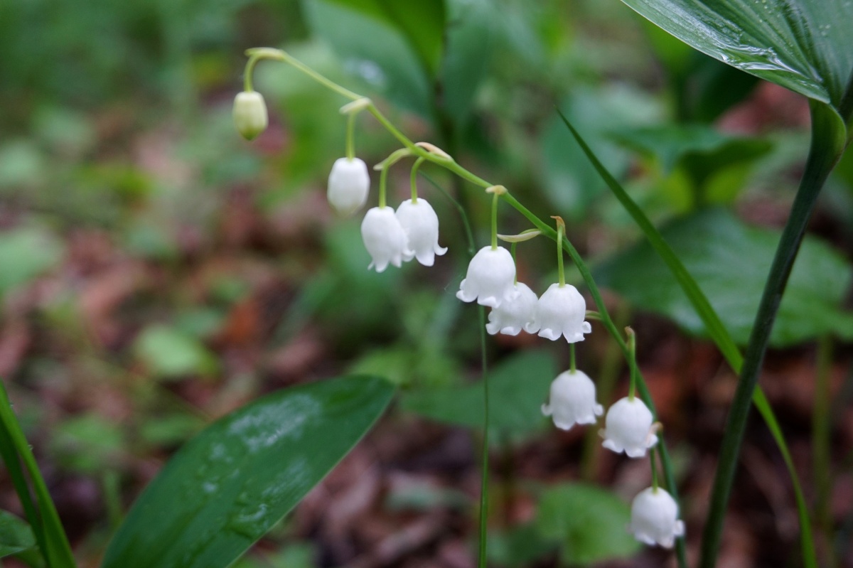铃兰花 在我们东北的山林里,铃兰是随处可见的野生植物.