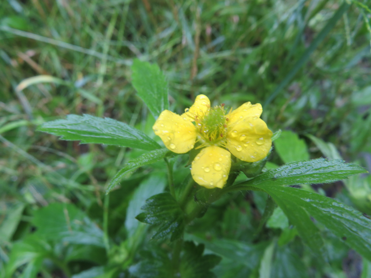 水杨梅——东北野花 - 春风1970