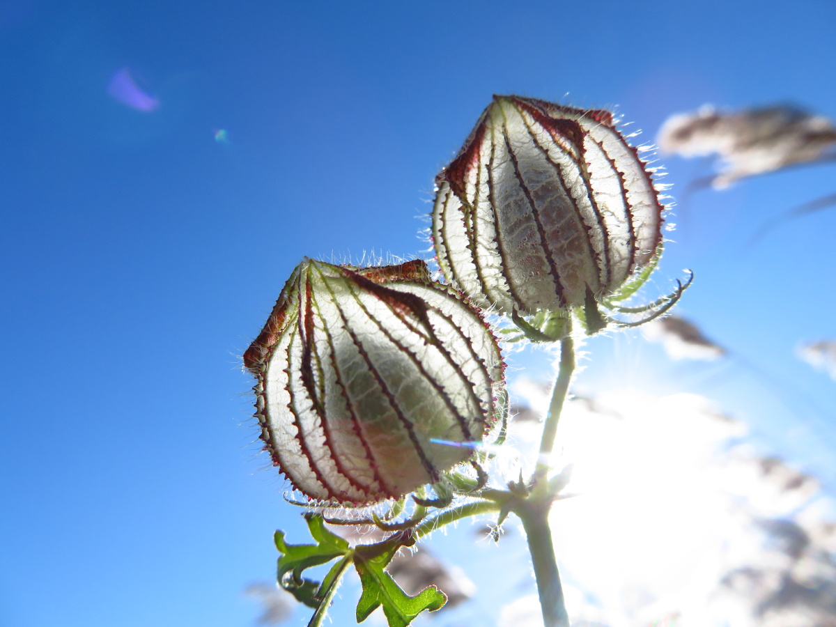 野西瓜苗东北野生植物