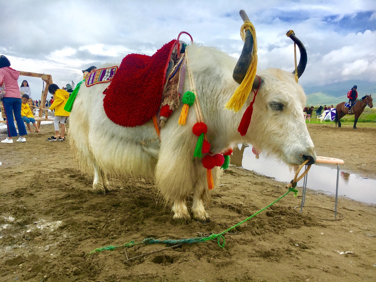 青海湖的大牦牛06
