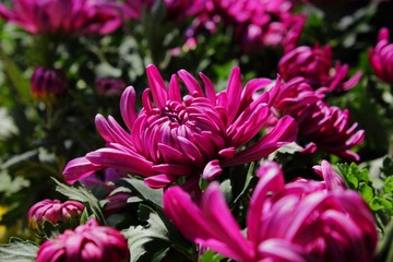 秋菊