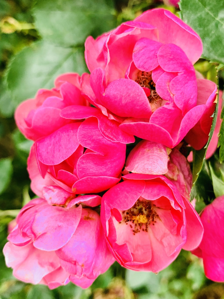 蔷薇花绽放满墙