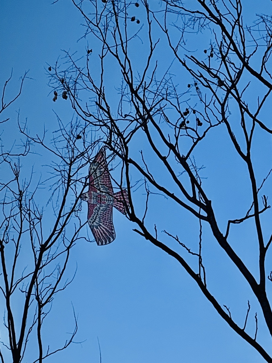 风筝怎么落树上了