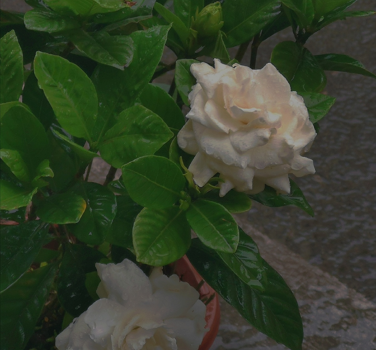 下雨天街边的那朵白栀子你是否还记得