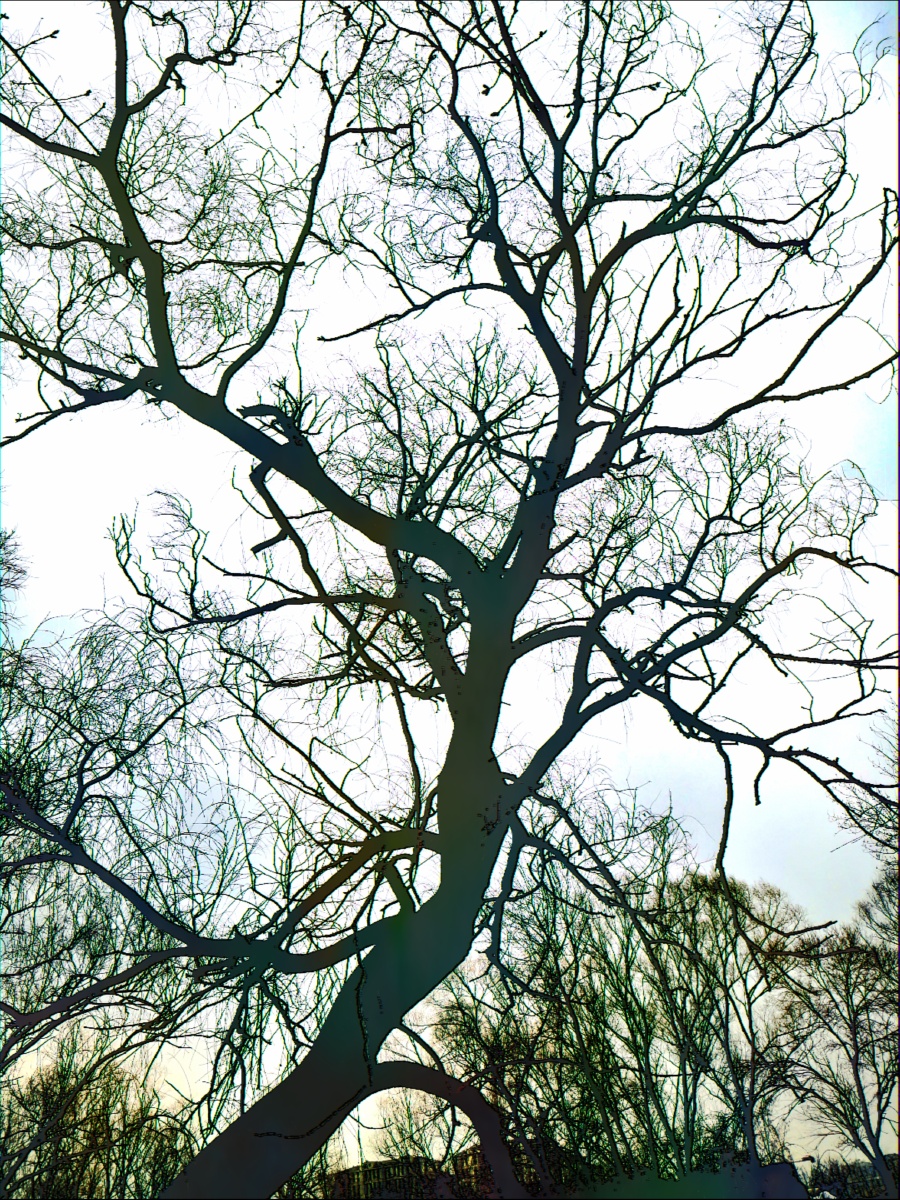 春天里一棵张扬的老树