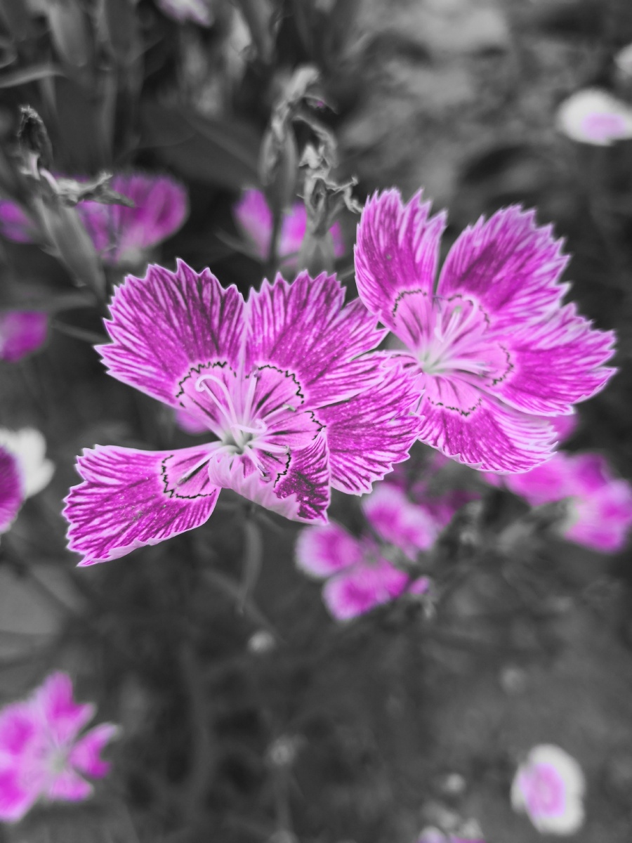 紫红花开放的季节